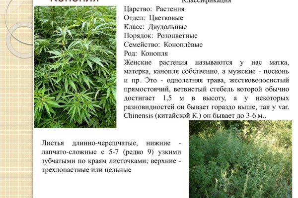 Где найти рабочую ссылку кракен